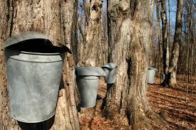 Maple Sap Buckets