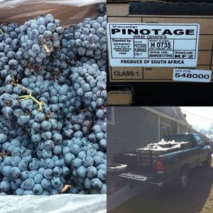 2016 Pinotage